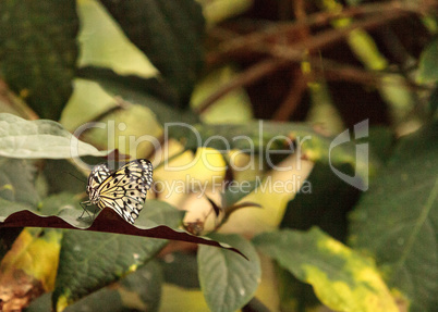 Paper kite butterfly, Idea leuconoe