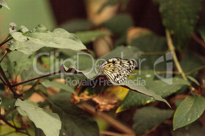 Paper kite butterfly, Idea leuconoe