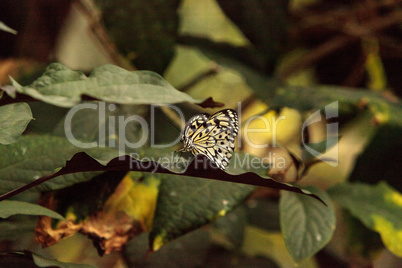 Paper kite butterfly, Idea leuconoe