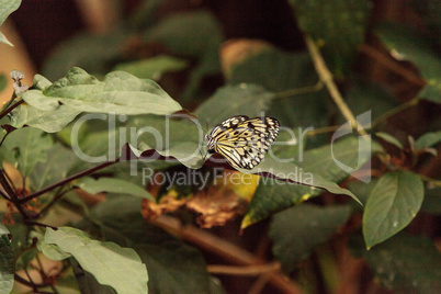 Paper kite butterfly, Idea leuconoe