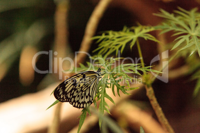 Paper kite butterfly, Idea leuconoe