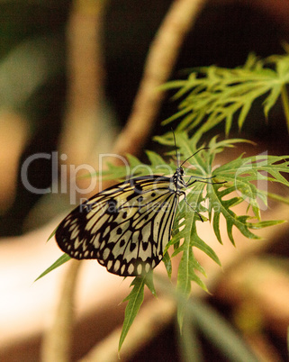 Paper kite butterfly, Idea leuconoe