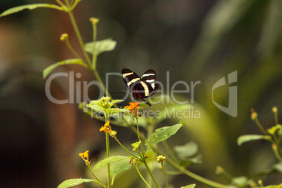 Pink rose swallowtail butterfly, Pachliopta kotzebuea