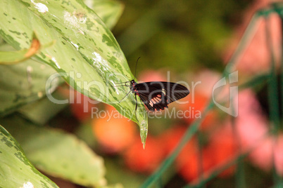 Pink rose swallowtail butterfly, Pachliopta kotzebuea