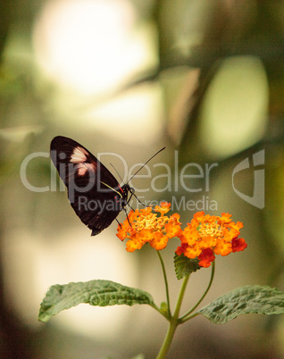 Pink rose swallowtail butterfly, Pachliopta kotzebuea