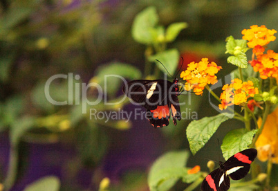 Pink rose swallowtail butterfly, Pachliopta kotzebuea