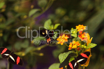 Pink rose swallowtail butterfly, Pachliopta kotzebuea