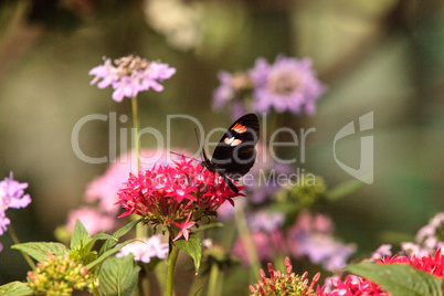 Pink rose swallowtail butterfly, Pachliopta kotzebuea