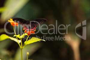 Pink rose swallowtail butterfly, Pachliopta kotzebuea