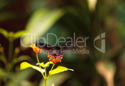 Pink rose swallowtail butterfly, Pachliopta kotzebuea