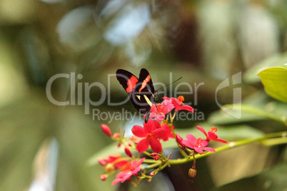 Postman butterfly, Heliconius melpomene