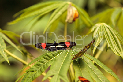 Postman butterfly, Heliconius melpomene