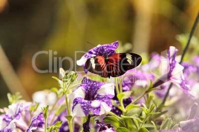 Postman butterfly, Heliconius melpomene