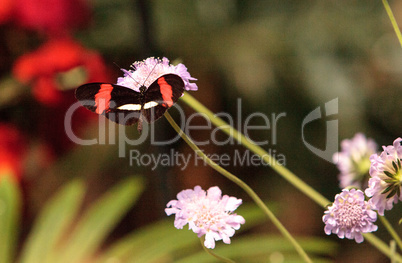 Postman butterfly, Heliconius melpomene