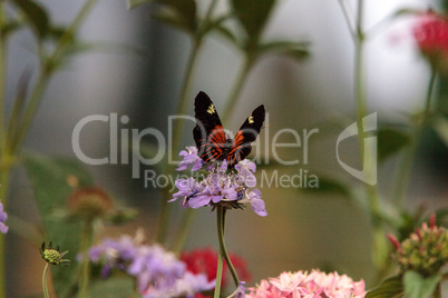 Postman butterfly, Heliconius melpomene