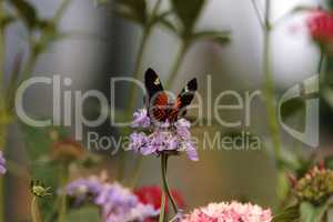 Postman butterfly, Heliconius melpomene