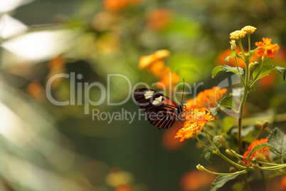 Postman butterfly, Heliconius melpomene