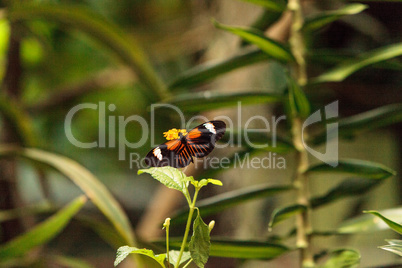 Postman butterfly, Heliconius melpomene