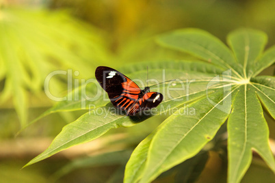 Postman butterfly, Heliconius melpomene