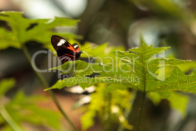 Postman butterfly, Heliconius melpomene