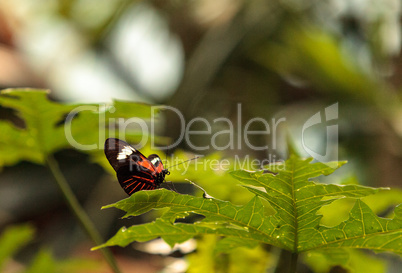 Postman butterfly, Heliconius melpomene