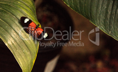 Postman butterfly, Heliconius melpomene