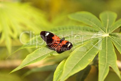 Postman butterfly, Heliconius melpomene