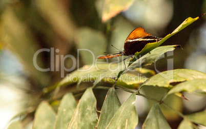 Rusty-tipped page butterfly, Siproeta epaphus