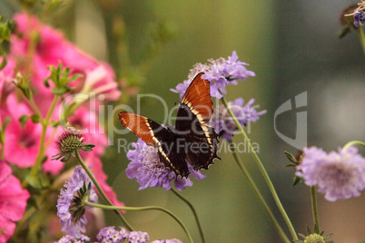 Rusty-tipped page butterfly, Siproeta epaphus