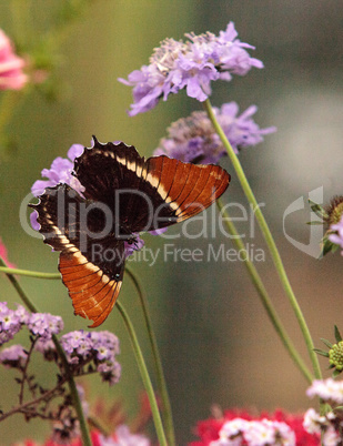 Rusty-tipped page butterfly, Siproeta epaphus