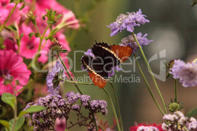 Rusty-tipped page butterfly, Siproeta epaphus