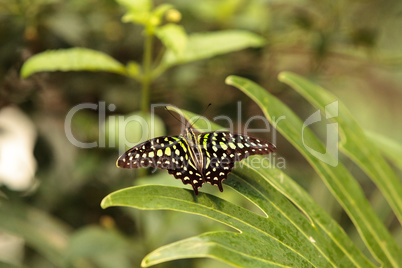 Tailed Jay butterfly, Graphium Agamemnon