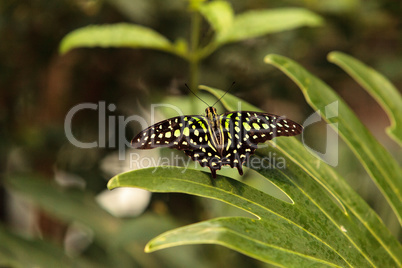 Tailed Jay butterfly, Graphium Agamemnon