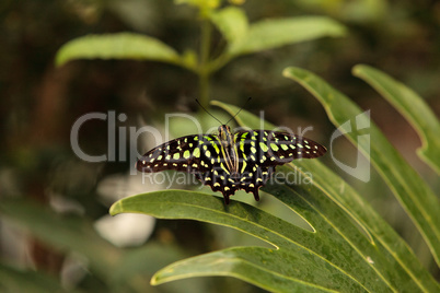 Tailed Jay butterfly, Graphium Agamemnon