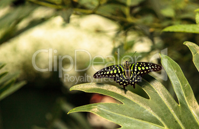 Tailed Jay butterfly, Graphium Agamemnon