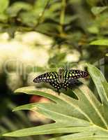 Tailed Jay butterfly, Graphium Agamemnon