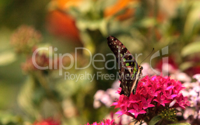 Tailed Jay butterfly, Graphium Agamemnon