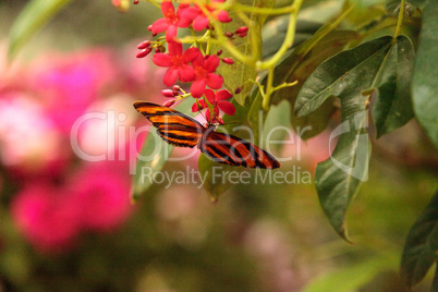 Tiger longwing butterfly, Heliconius hecale