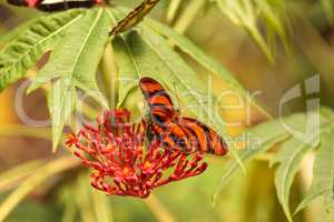 Tiger longwing butterfly, Heliconius hecale