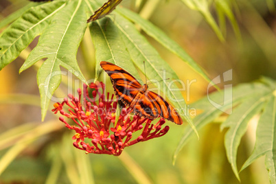 Tiger longwing butterfly, Heliconius hecale