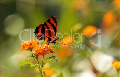 Tiger longwing butterfly, Heliconius hecale