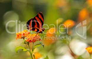 Tiger longwing butterfly, Heliconius hecale