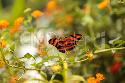 Tiger longwing butterfly, Heliconius hecale