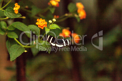 Zebra longwing butterfly, Heliconius charitonius