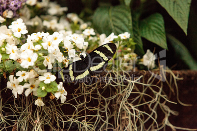 Zebra longwing butterfly, Heliconius charitonius