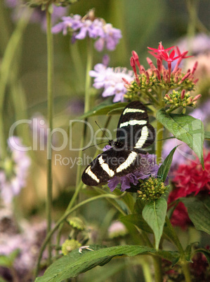 Zebra longwing butterfly, Heliconius charitonius