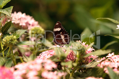 Zebra longwing butterfly, Heliconius charitonius