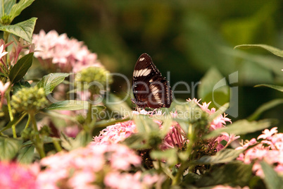 Zebra longwing butterfly, Heliconius charitonius