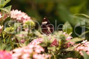 Zebra longwing butterfly, Heliconius charitonius