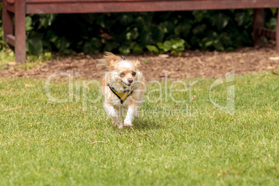 Chihuahua dog mix